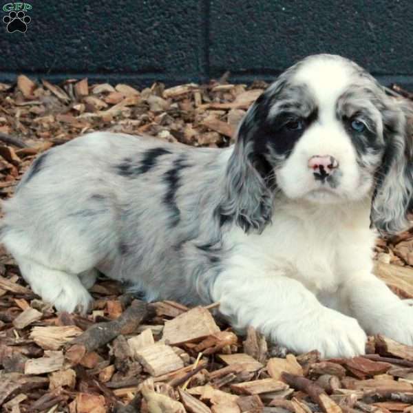 Brielle, Cocker Spaniel Puppy