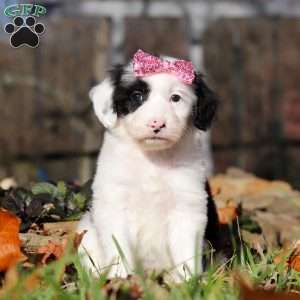 Brielle, Sheepadoodle Puppy