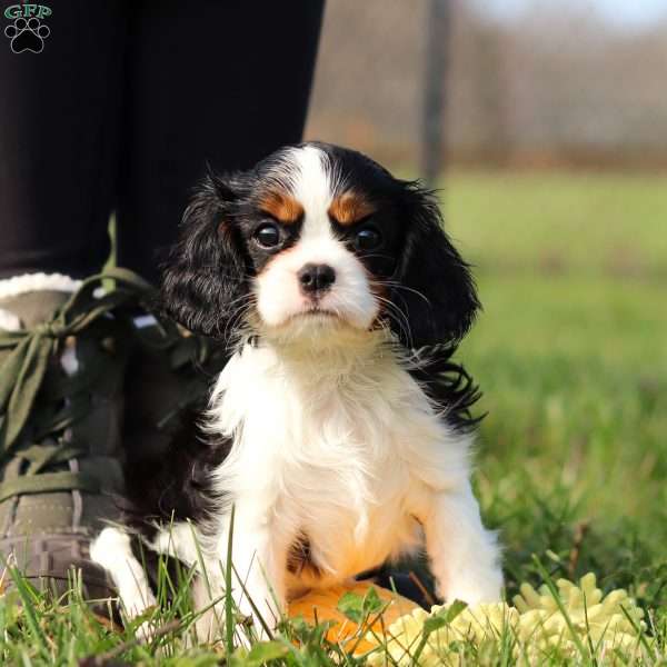 Brielle, Cavalier King Charles Spaniel Puppy