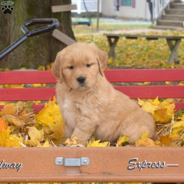 Brindy, Golden Retriever Puppy