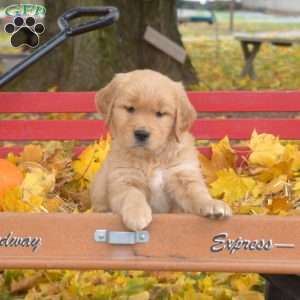 Brindy, Golden Retriever Puppy