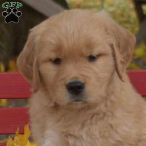 Brindy, Golden Retriever Puppy