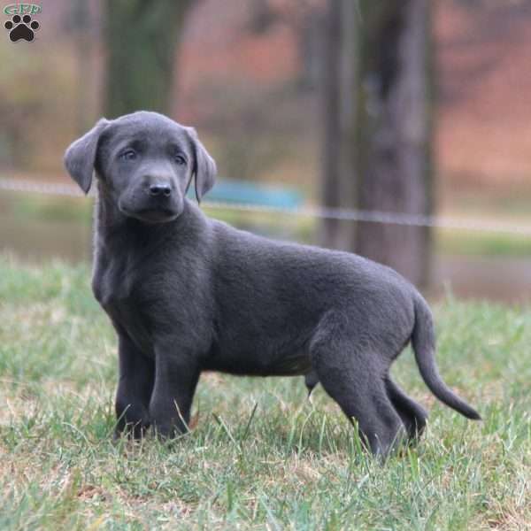 Bro, Charcoal Labrador Retriever Puppy