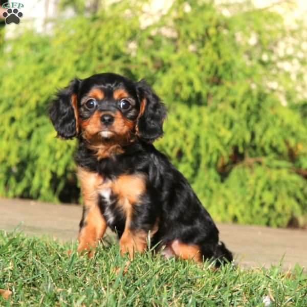 Brock, Cavapoo Puppy