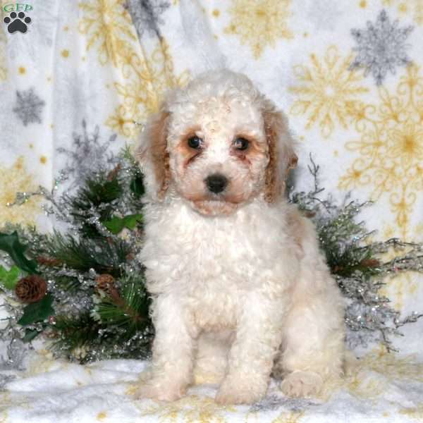 Brooke, Miniature Poodle Puppy