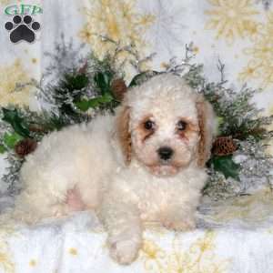 Brooke, Miniature Poodle Puppy