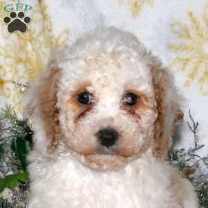 Brooke, Miniature Poodle Puppy