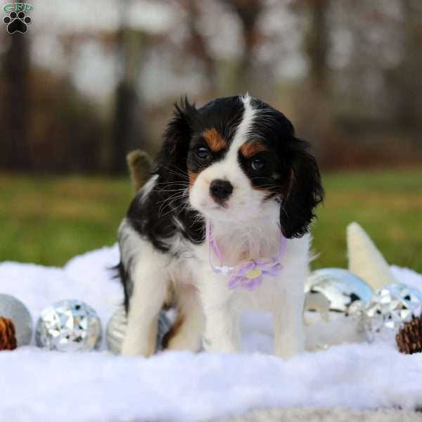 Brooklyn, Cavalier King Charles Spaniel Puppy