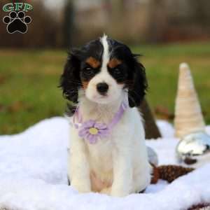 Brooklyn, Cavalier King Charles Spaniel Puppy