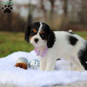 Brooklyn, Cavalier King Charles Spaniel Puppy