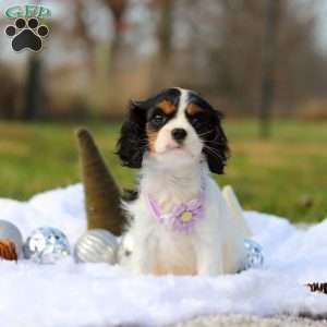 Brooklyn, Cavalier King Charles Spaniel Puppy