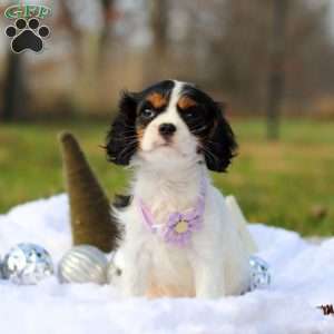 Brooklyn, Cavalier King Charles Spaniel Puppy