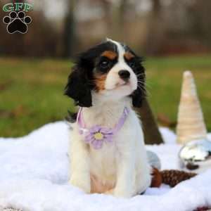 Brooklyn, Cavalier King Charles Spaniel Puppy