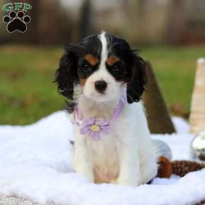 Brooklyn, Cavalier King Charles Spaniel Puppy