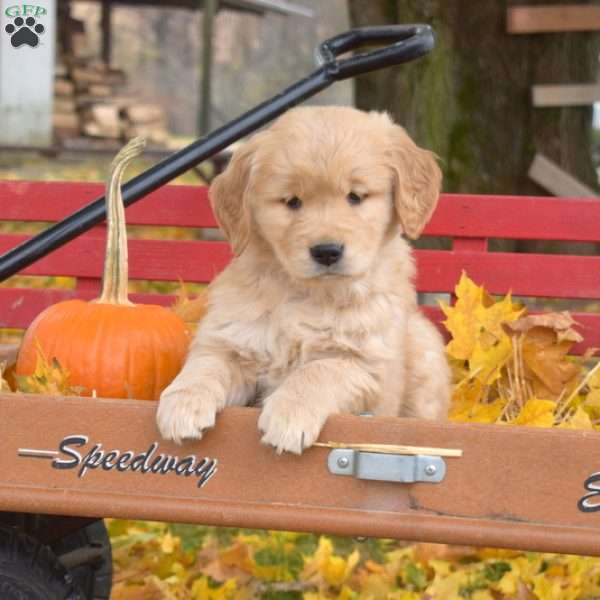 Brooklyn, Golden Retriever Puppy