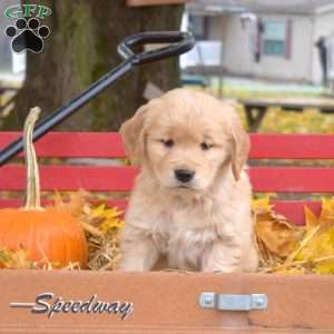 Brooklyn, Golden Retriever Puppy