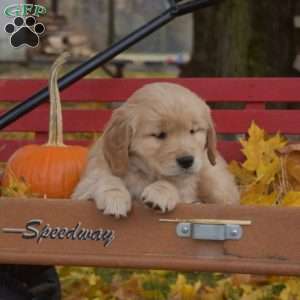 Brooklyn, Golden Retriever Puppy