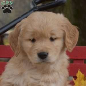 Brooklyn, Golden Retriever Puppy