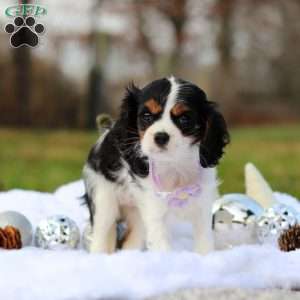 Brooklyn, Cavalier King Charles Spaniel Puppy