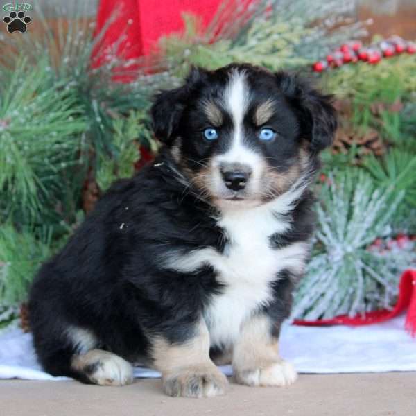 Bruce, Bernese Mountain Dog Mix Puppy