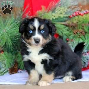 Bruce, Bernese Mountain Dog Mix Puppy