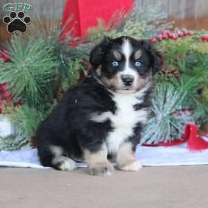 Bruce, Bernese Mountain Dog Mix Puppy