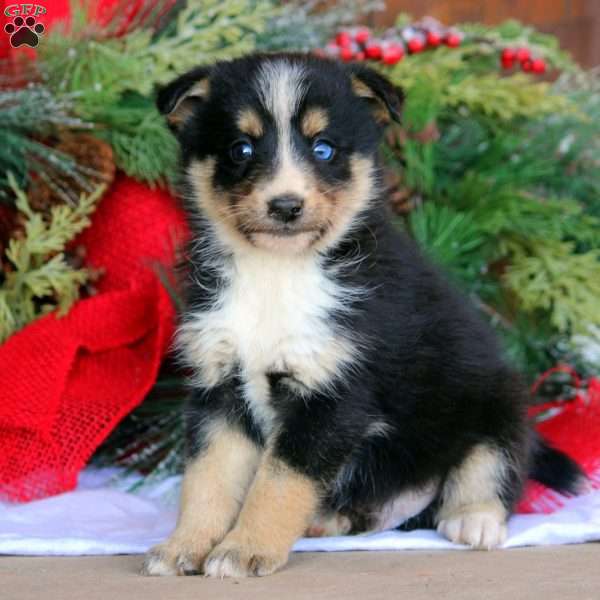 Bryce, Bernese Mountain Dog Mix Puppy