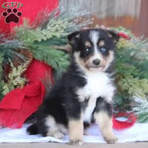 Bryce, Bernese Mountain Dog Mix Puppy