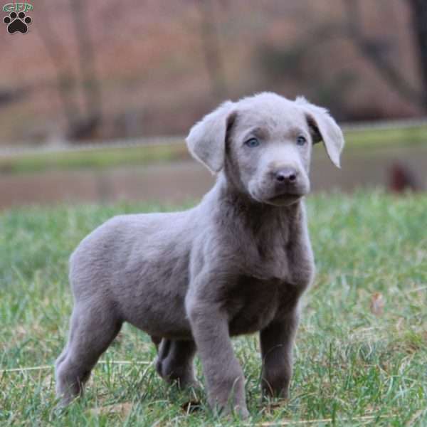 Bryce, Silver Labrador Retriever Puppy