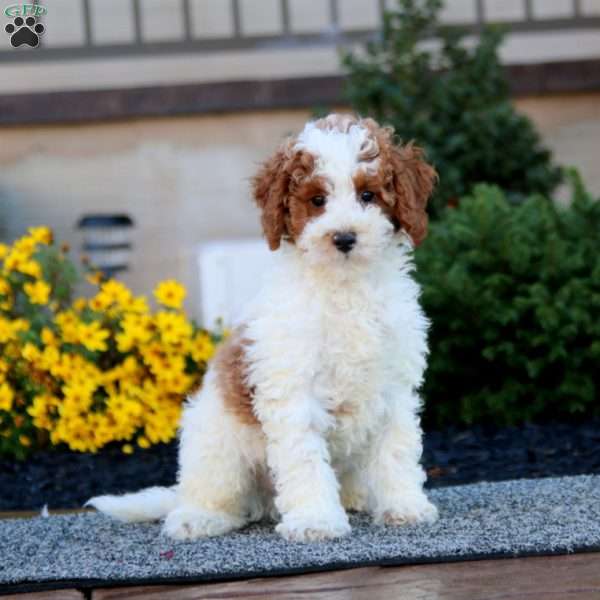 Bryce, Miniature Poodle Puppy