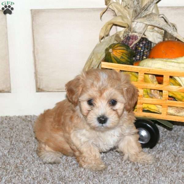 Bubbles, Maltipoo Puppy