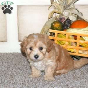 Bubbles, Maltipoo Puppy