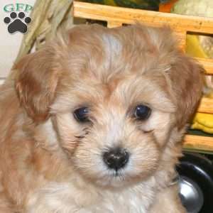 Bubbles, Maltipoo Puppy