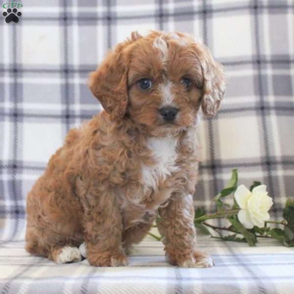 Buck, Cavapoo Puppy