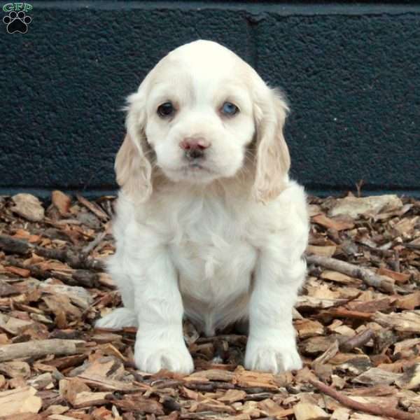 Bucky, Cocker Spaniel Puppy