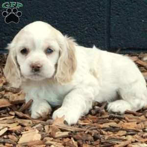 Bucky, Cocker Spaniel Puppy