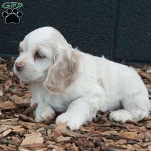 Bucky, Cocker Spaniel Puppy