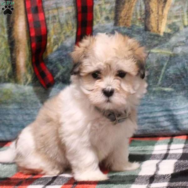 Bud, Havanese Puppy