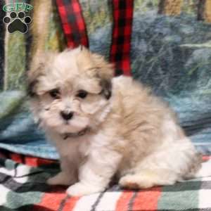 Bud, Havanese Puppy