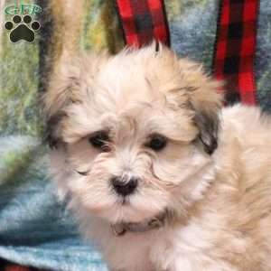 Bud, Havanese Puppy