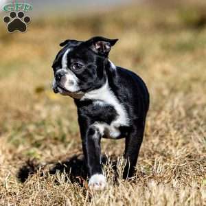 Buddy, Boston Terrier Puppy