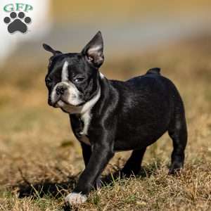 Buddy, Boston Terrier Puppy