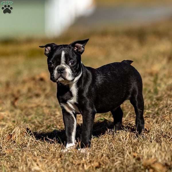 Buddy, Boston Terrier Puppy