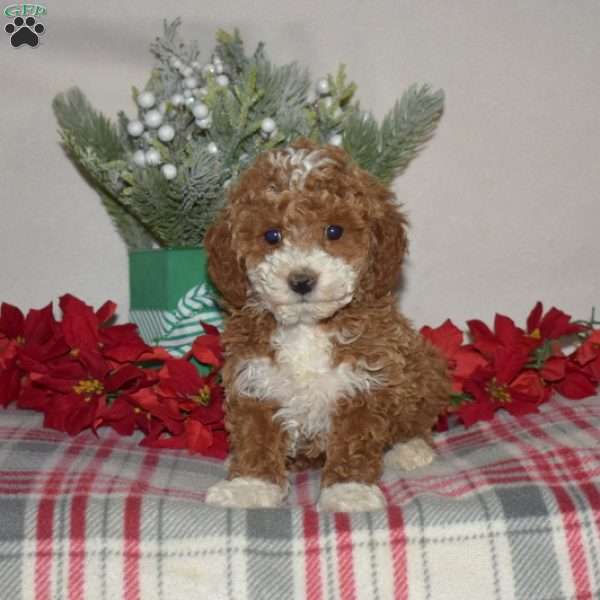 Buddy, Miniature Poodle Puppy