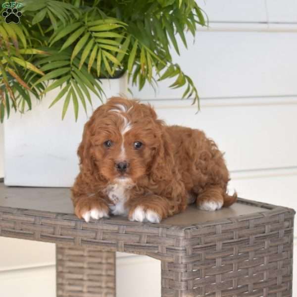 Buddy, Cavapoo Puppy