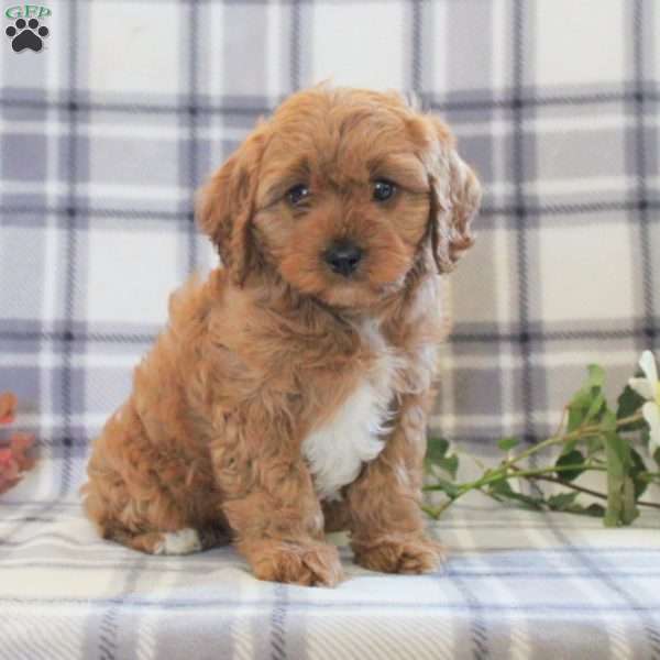 Burkley, Cavapoo Puppy