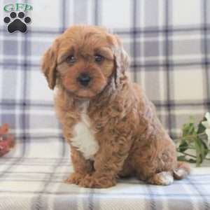 Burkley, Cavapoo Puppy