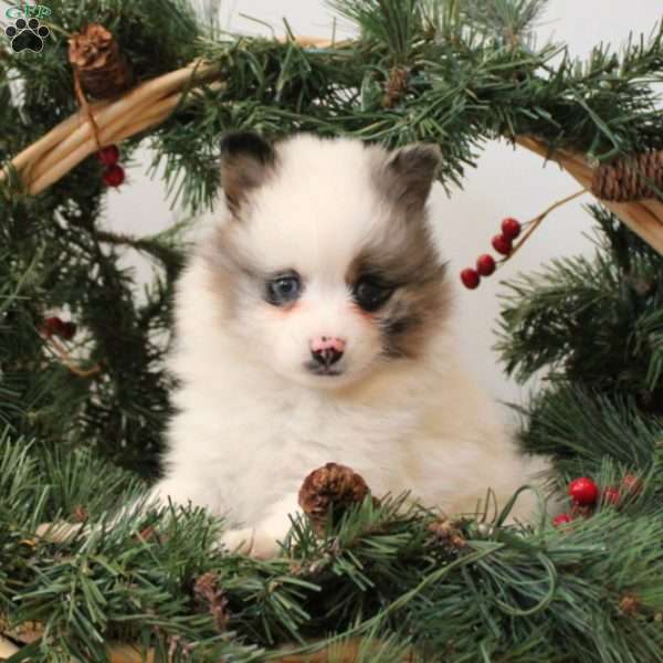 Buster, Pomsky Puppy