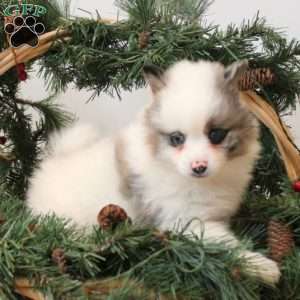 Buster, Pomsky Puppy