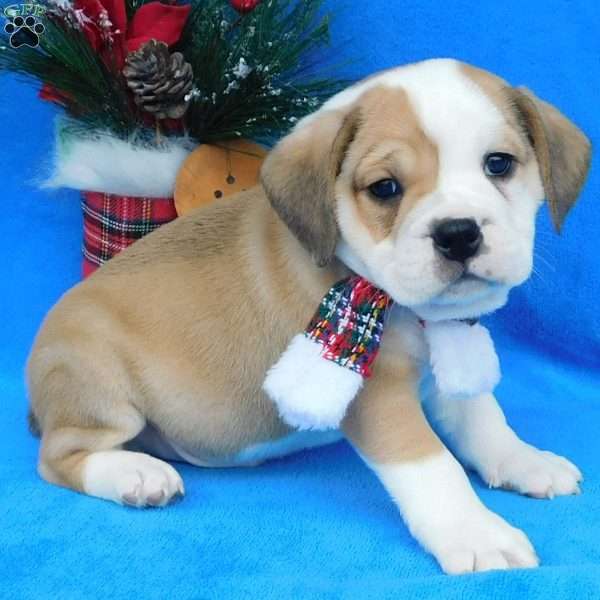 Buster, Miniature Bulldog Puppy